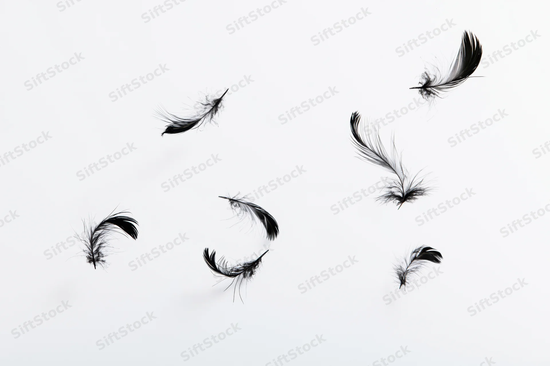 Black feathers floating and drifting against a white background
