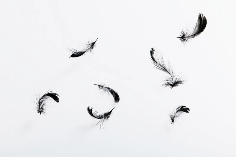 Black feathers floating and drifting against a white background