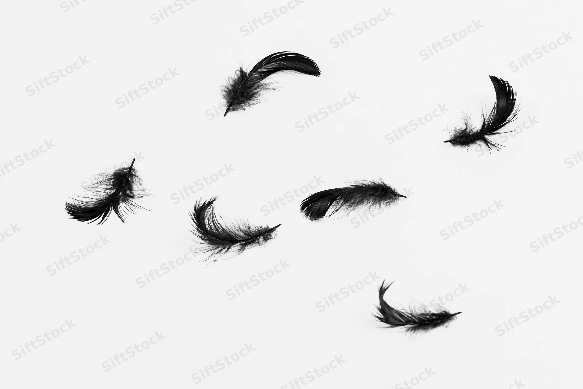Black feathers floating and drifting against a white background