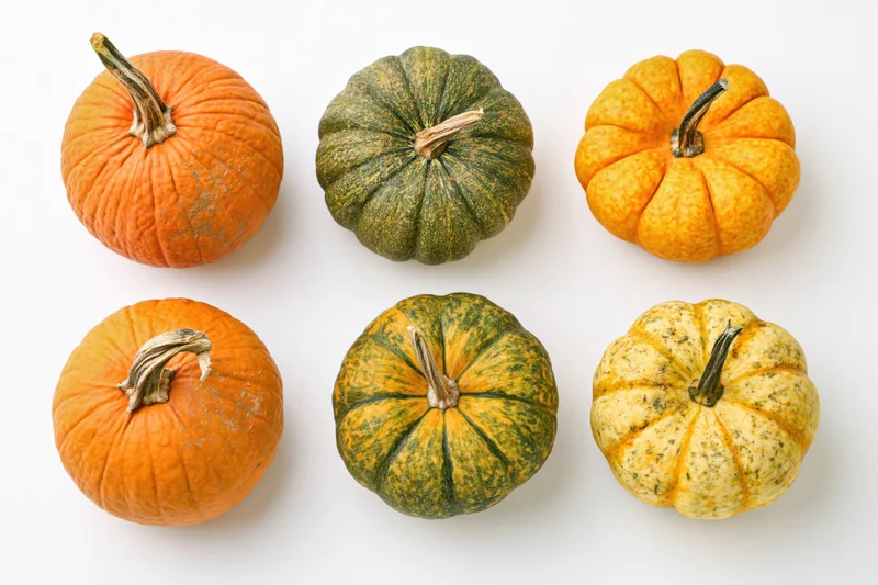 Six assorted pumpkins and squash arranged in two rows on white background