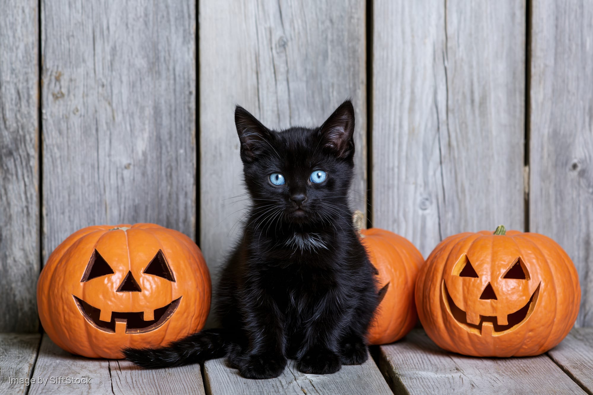 Black kitten with bright blue eyes sitting between carved pumpkins on wooden planks