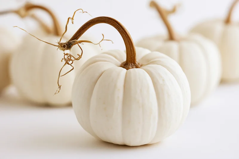 Small white pumpkin with curved stem on white surface