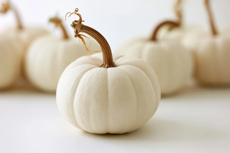 Small white pumpkin with curved brown stem arranged in a row on a plain white surface
