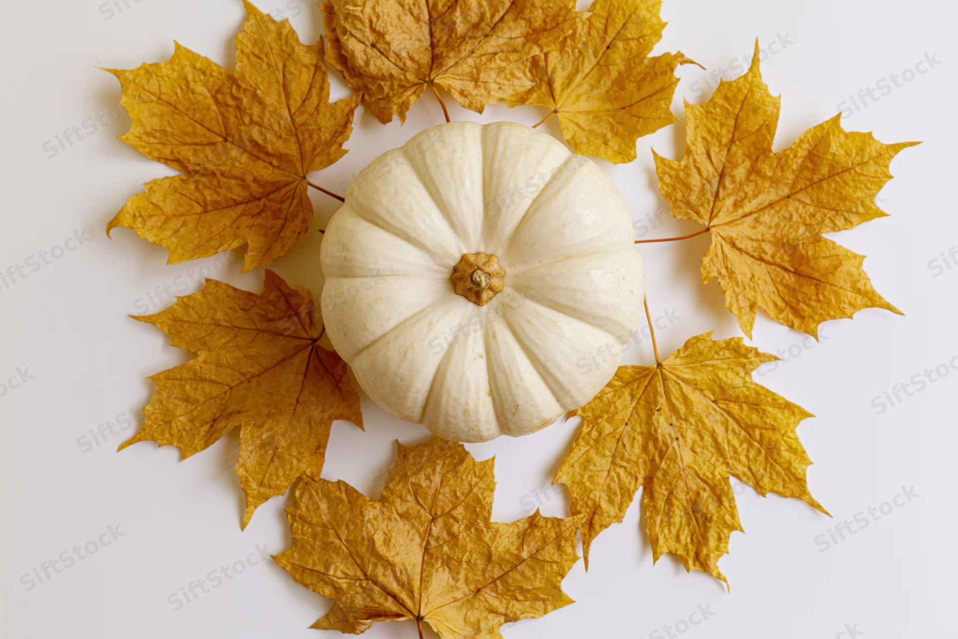 White pumpkin centered among golden maple leaves on white surface