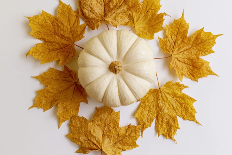 White pumpkin centered among golden maple leaves on white surface