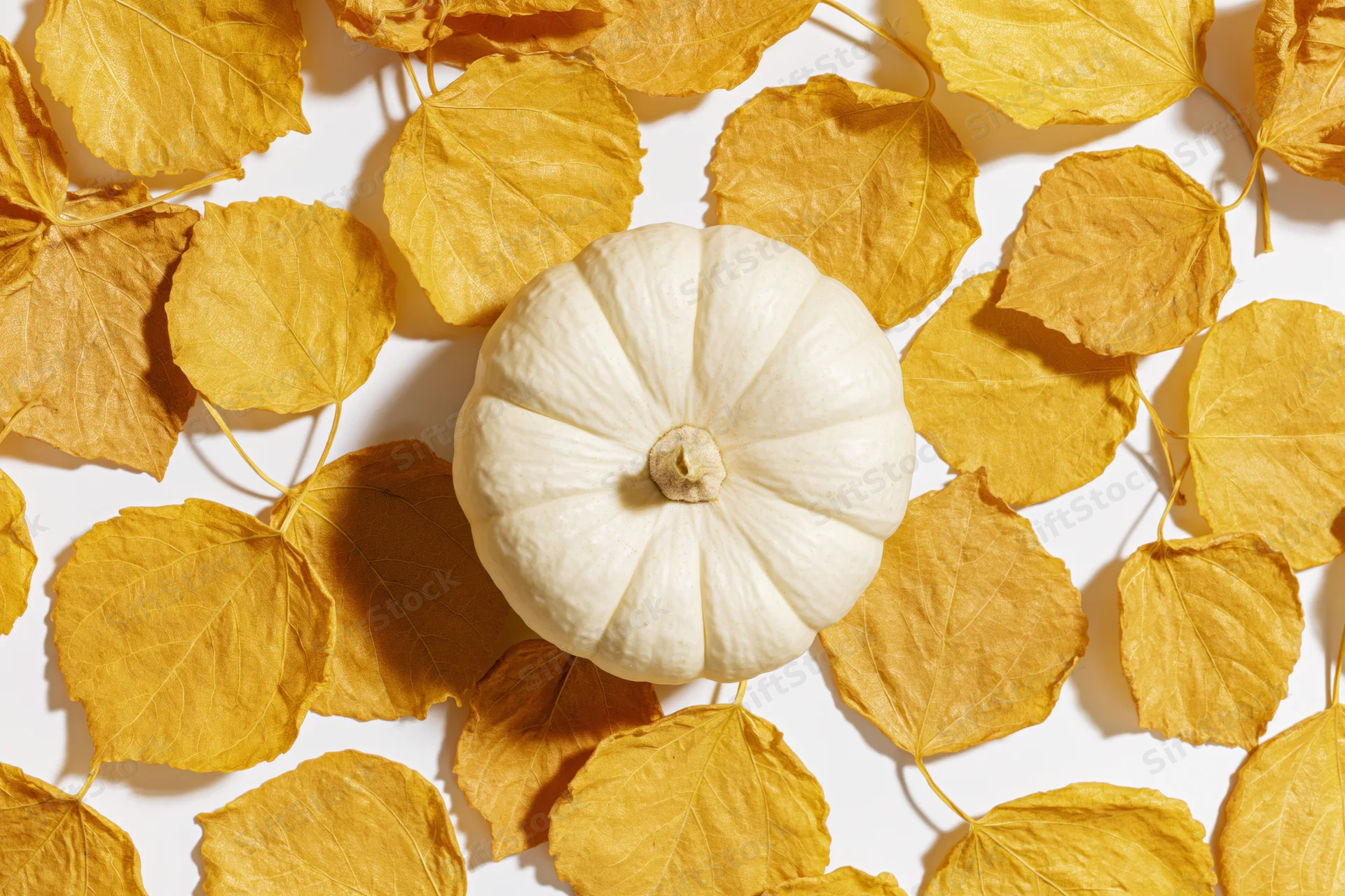 White pumpkin centered among scattered golden autumn leaves on white surface