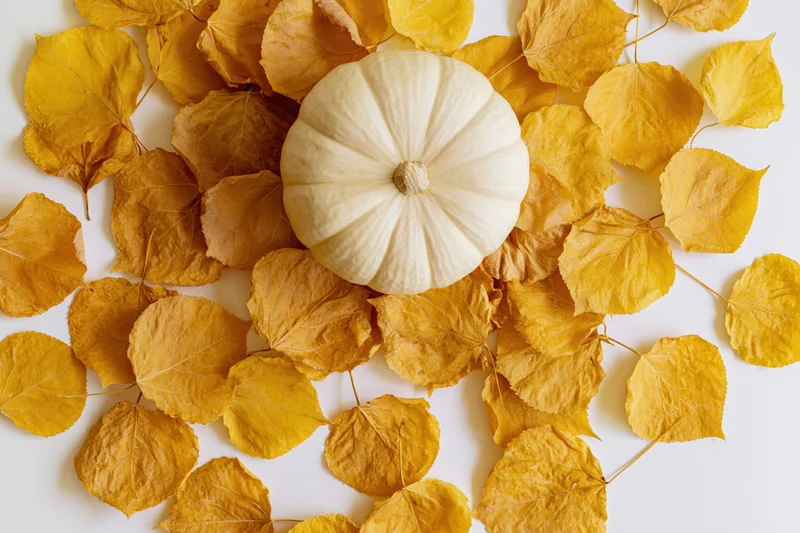 White pumpkin centered among scattered golden yellow leaves on white surface