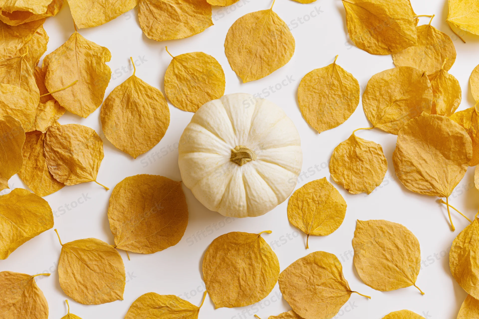 Small white pumpkin centered among scattered golden yellow dried leaves on white surface