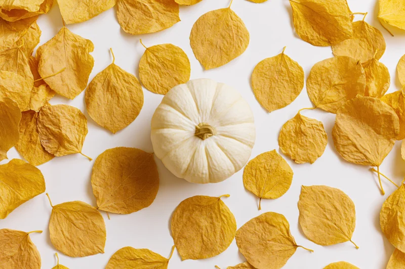 Small white pumpkin centered among scattered golden yellow dried leaves on white surface