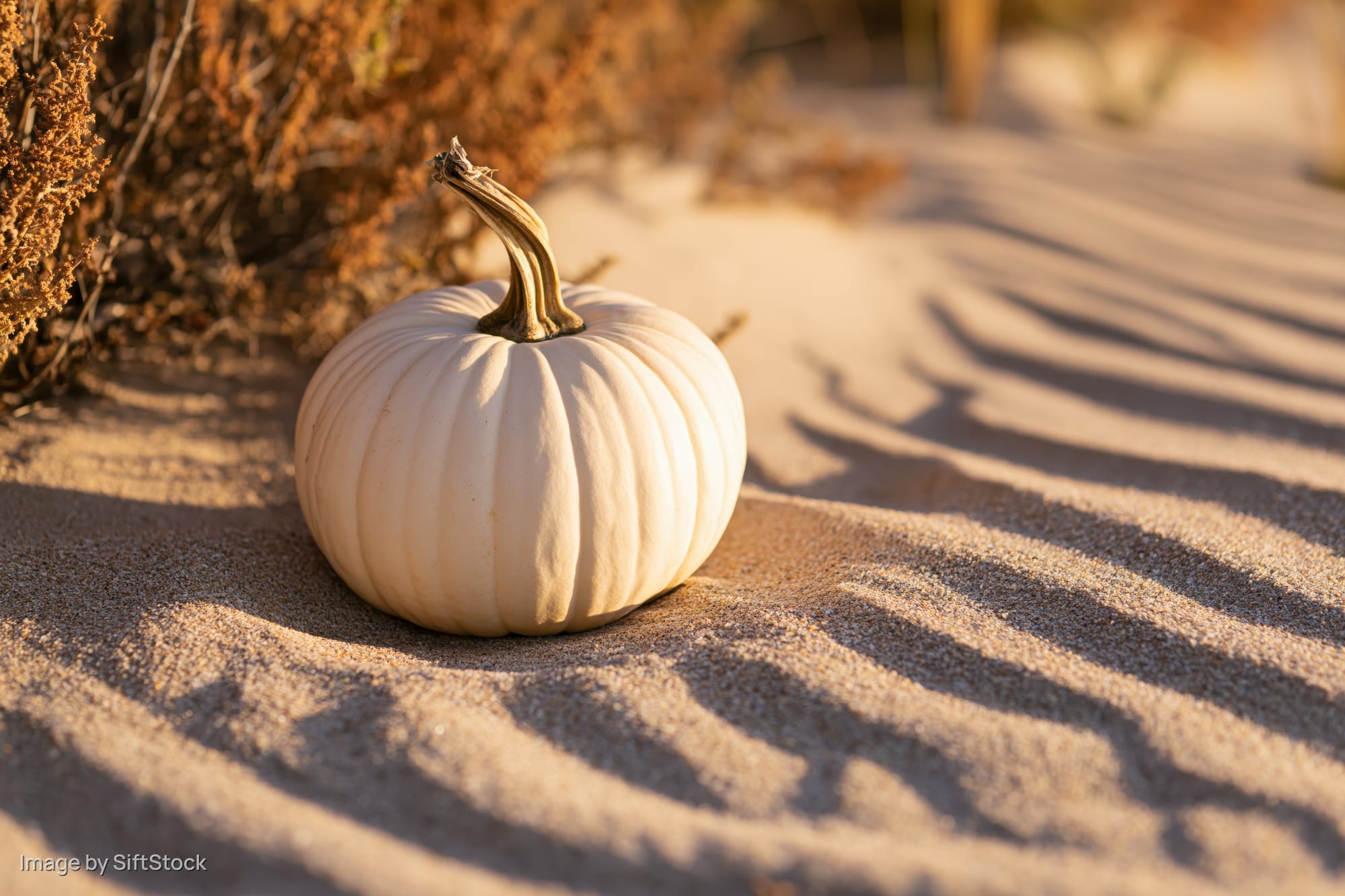 White pumpkin resting on rippled sand at beach with dry stem and dune vegetation in background