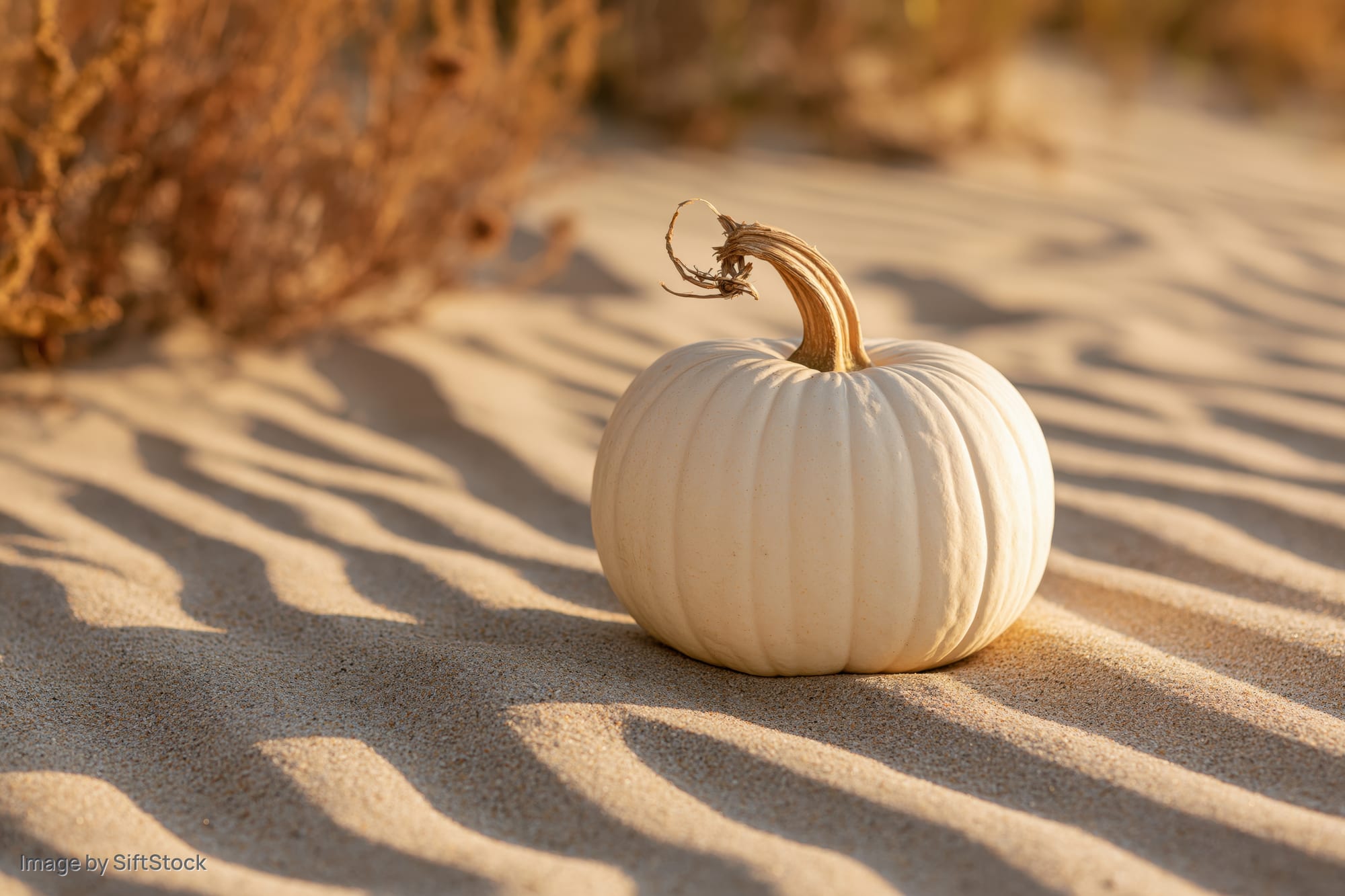 White pumpkin resting on rippled sand at beach with dry stem and dune grass in background
