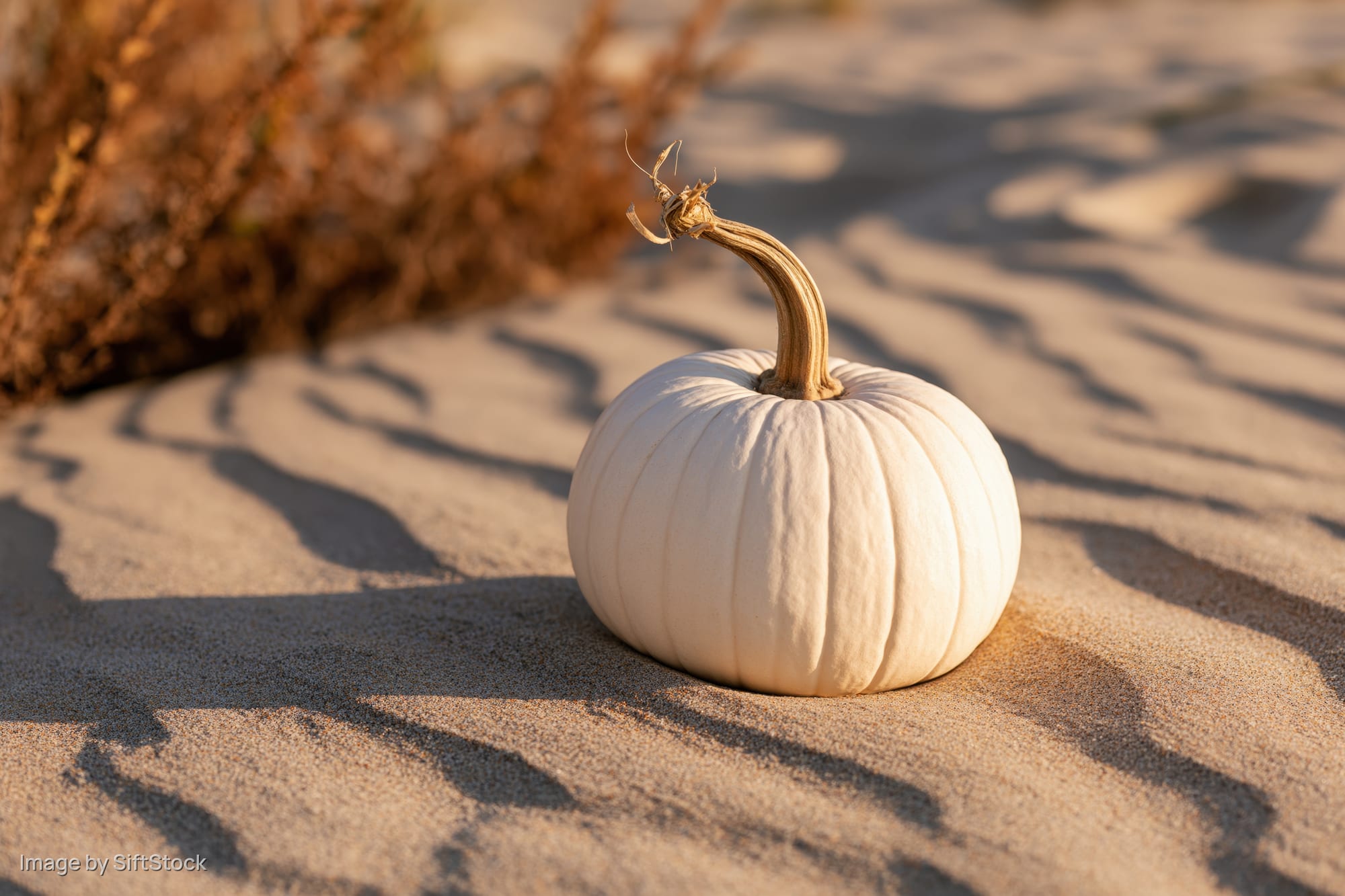 White pumpkin with dry tan stem resting on rippled sand at beach