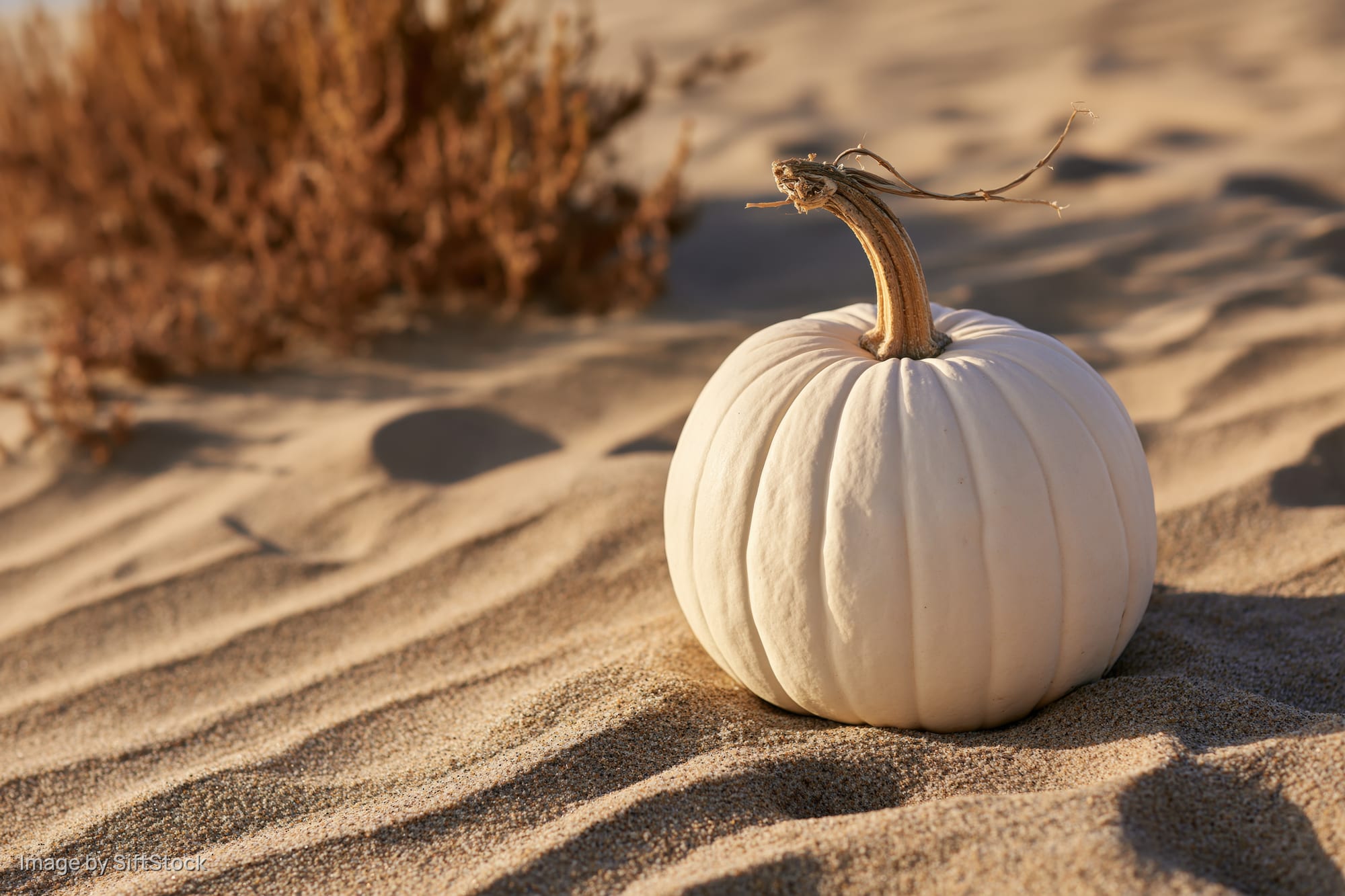 White pumpkin with dry stem resting on rippled sand in desert landscape