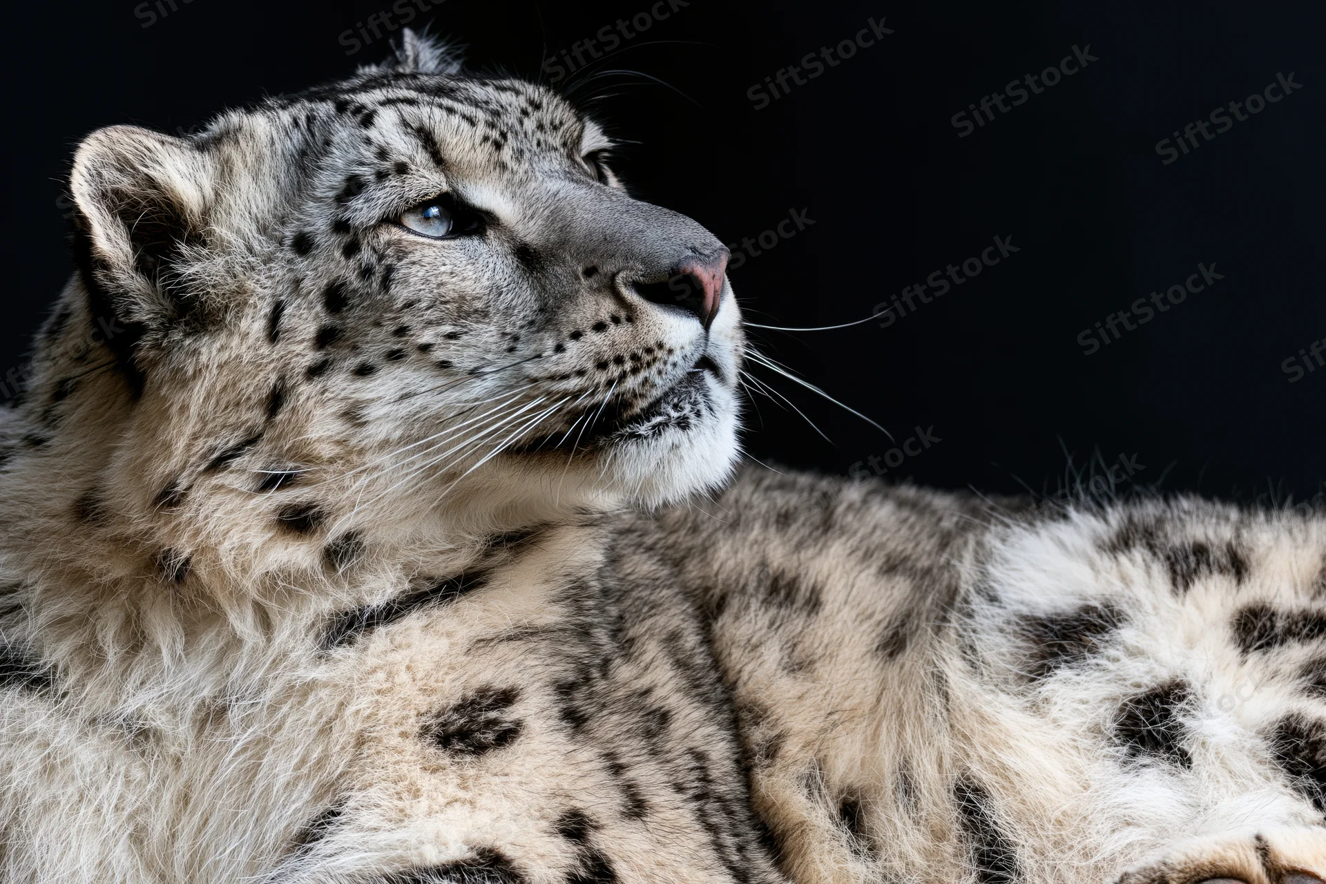 Snow leopard in three-quarter profile resting against dark background