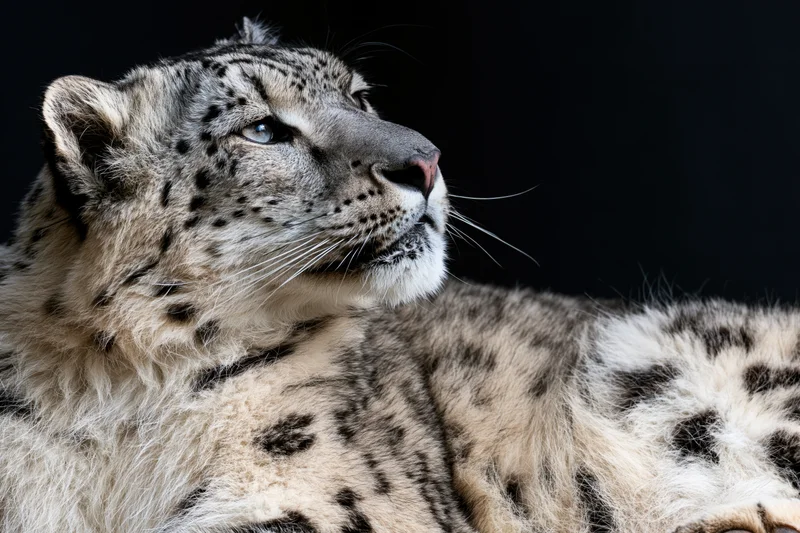 Snow leopard in three-quarter profile resting against dark background
