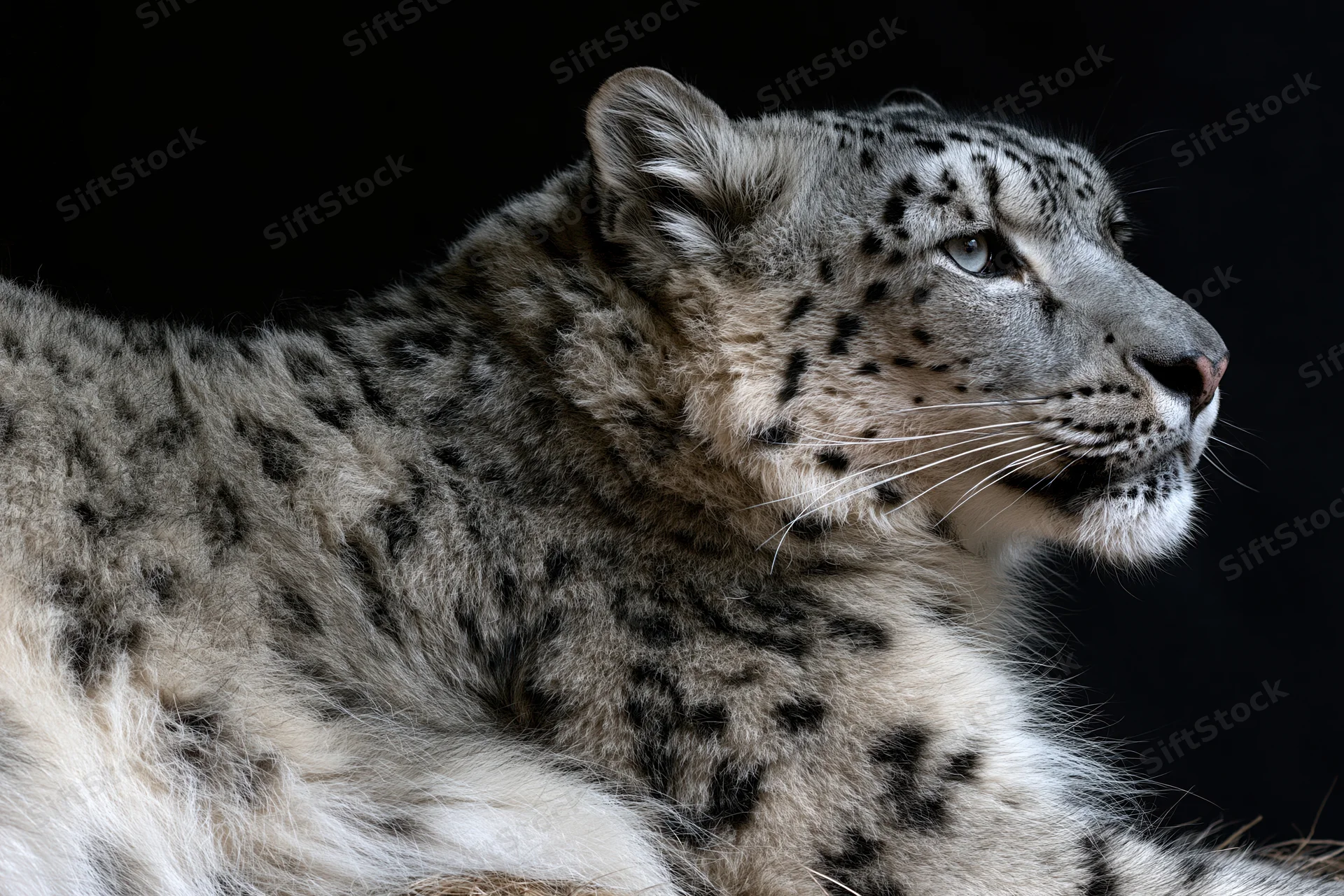 Snow leopard in three-quarter profile resting against black background
