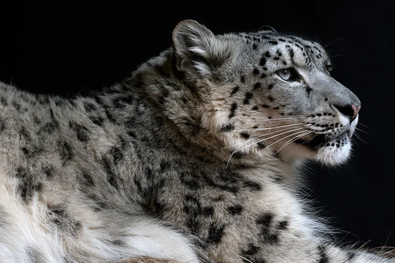 Snow leopard in three-quarter profile resting against black background