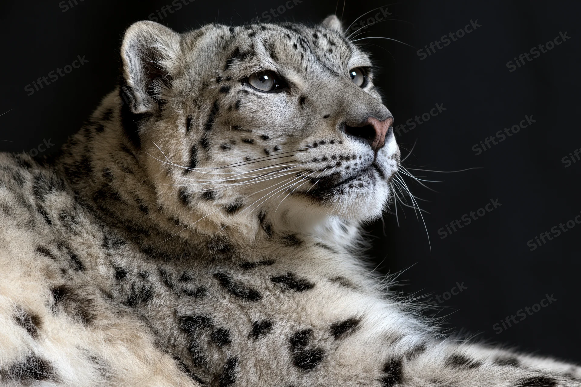 Snow leopard in three-quarter profile resting against black background