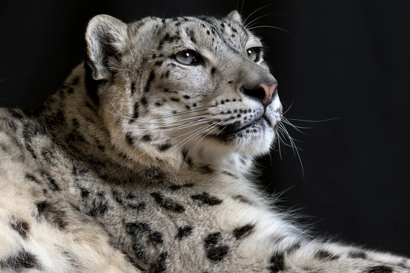 Snow leopard in three-quarter profile resting against black background