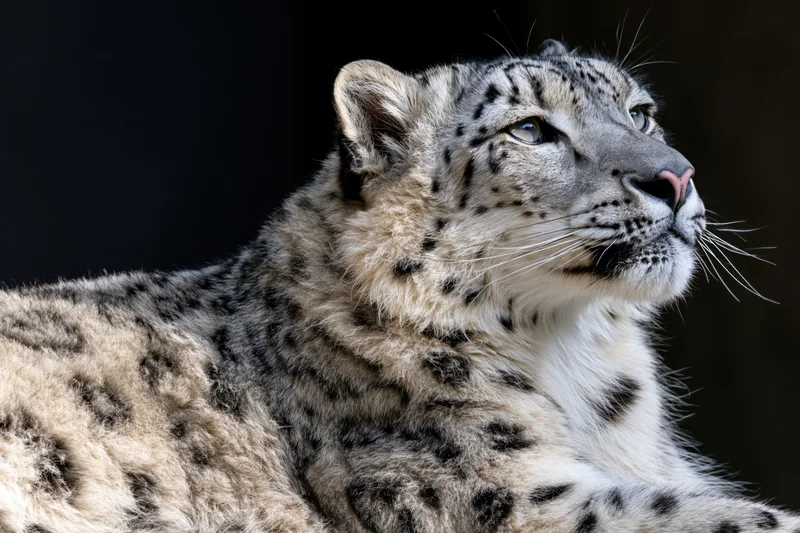 Snow leopard in three-quarter profile resting with head turned upward against dark background