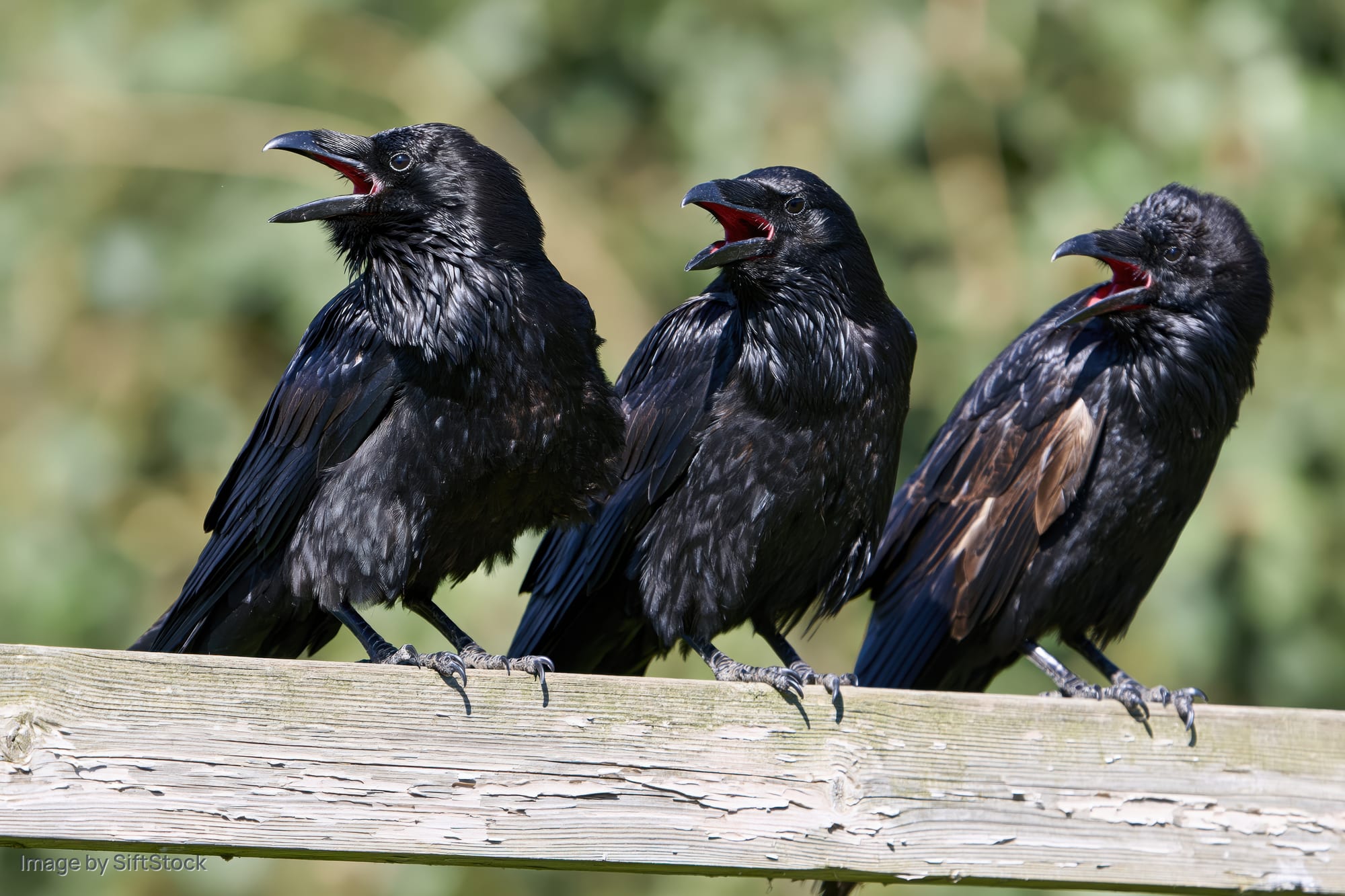 Three ravens perched in a row on a weathered wooden beam calling with open beaks outdoors