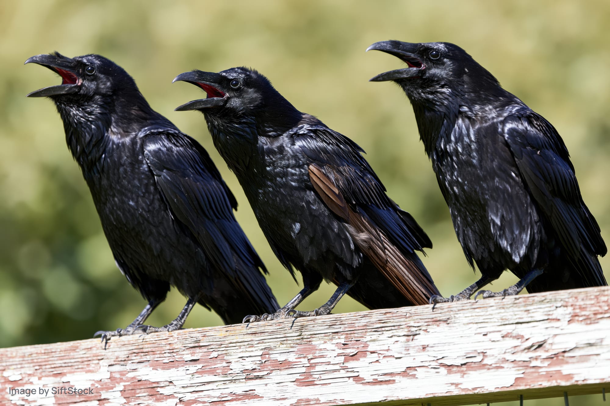 Three ravens perched in a row on a weathered wooden fence calling with open beaks