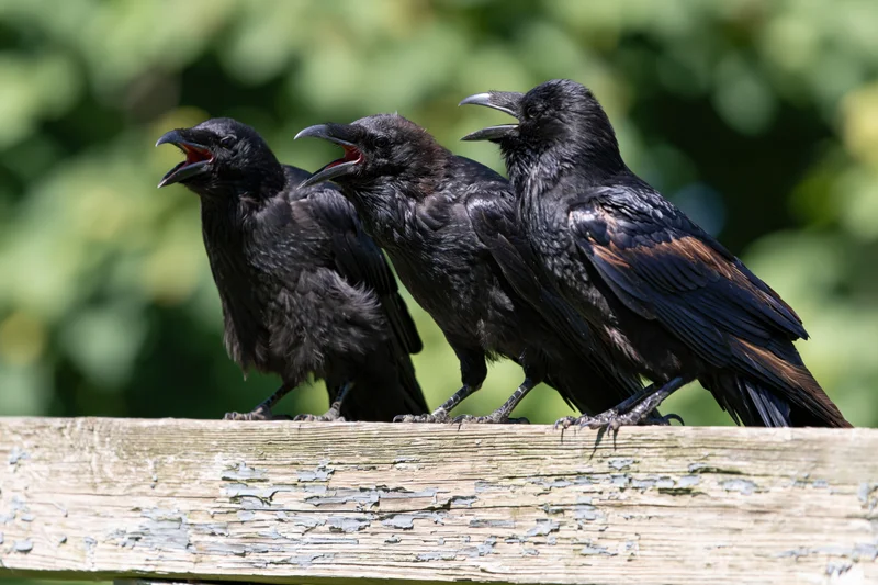 Three ravens perched in a row on a weathered wooden fence calling with open beaks