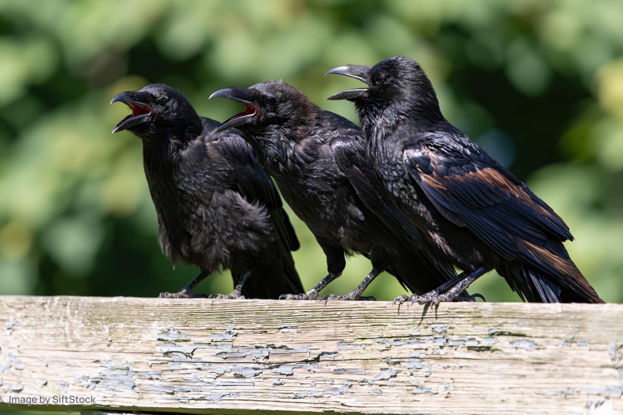Three ravens perched in a row on a weathered wooden fence calling with open beaks