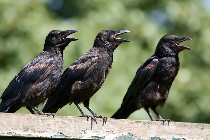 Three ravens perched in a row on a weathered wooden fence calling with open beaks