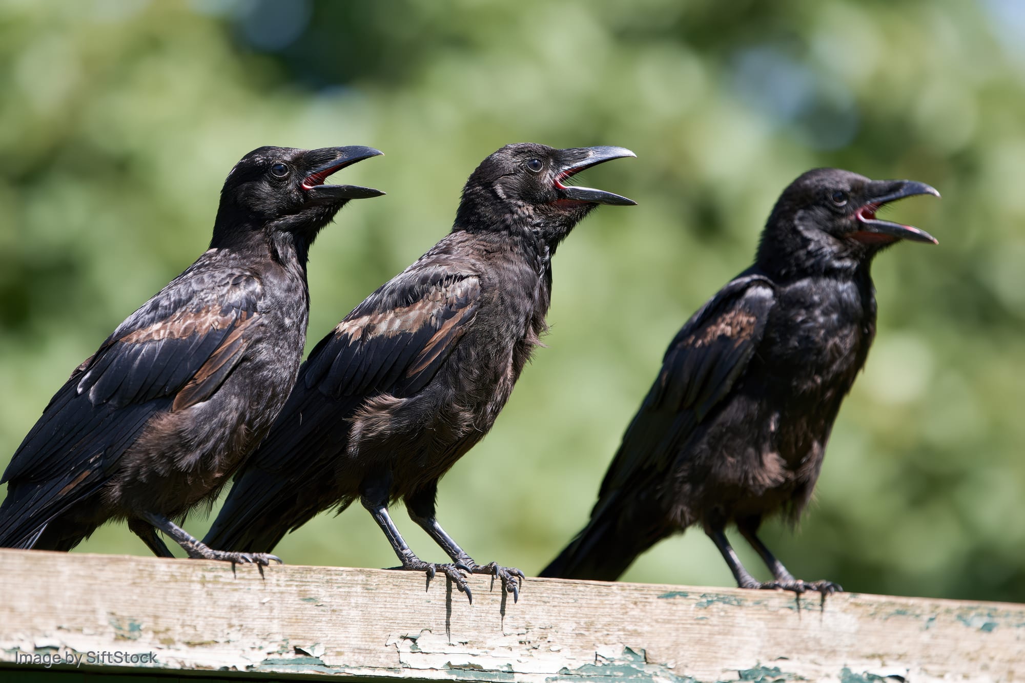 Three ravens perched in a row on a weathered wooden fence calling with open beaks