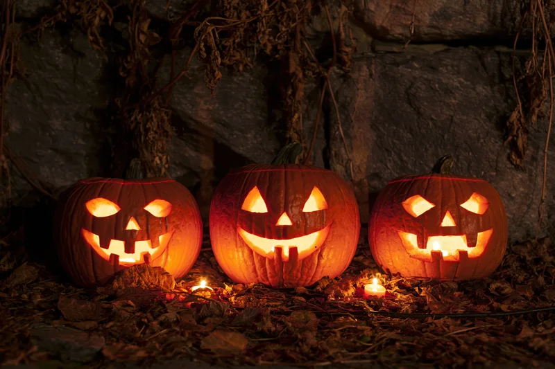 Three carved jack-o-lanterns glowing with candles on a leaf-covered ground against a stone wall