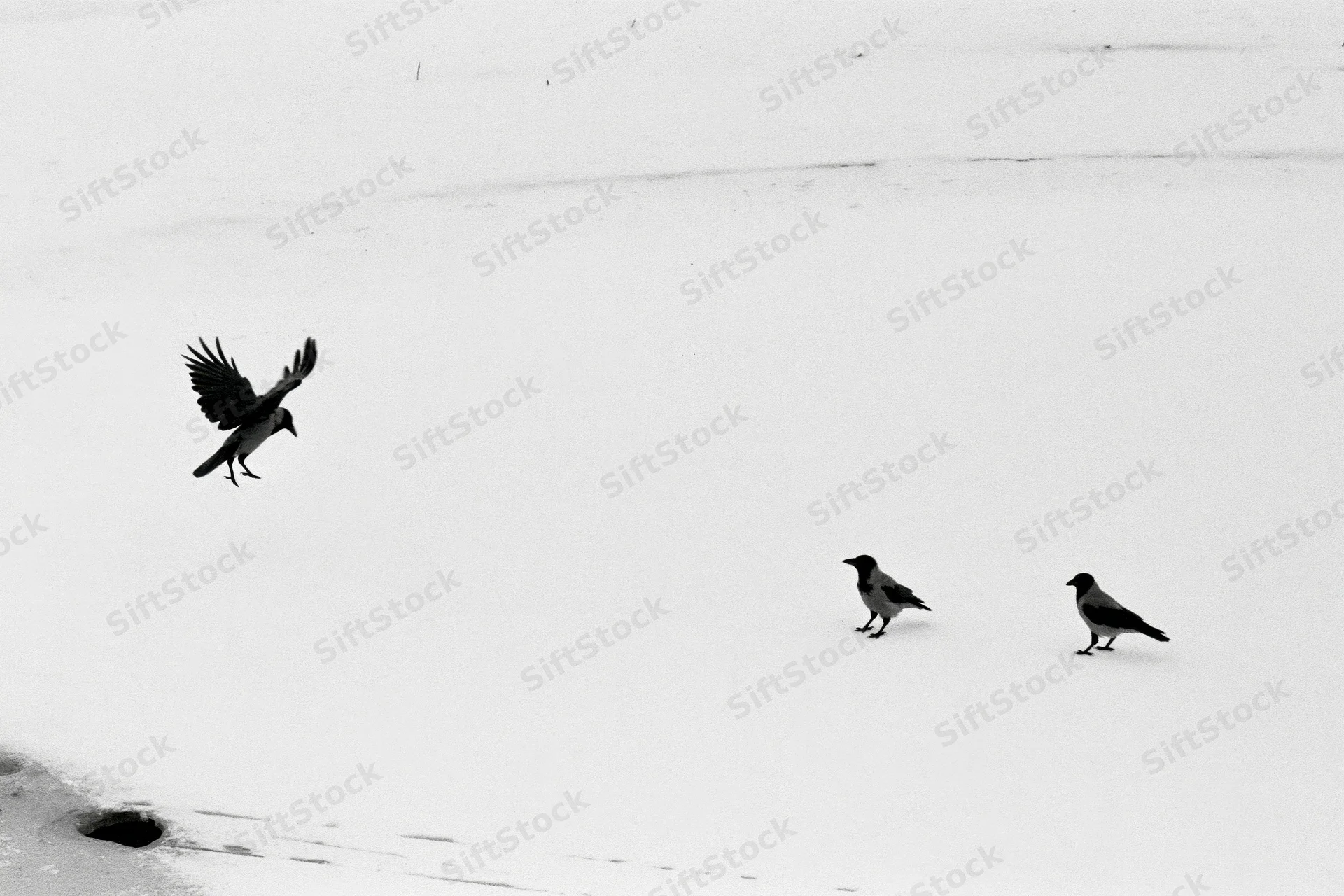 Hooded crow landing on snow-covered frozen surface with two others standing nearby