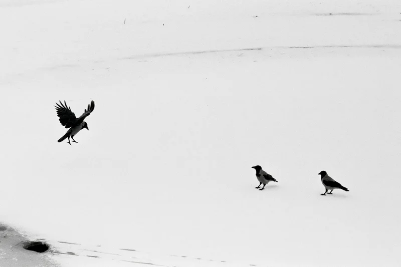 Hooded crow landing on snow-covered frozen surface with two others standing nearby