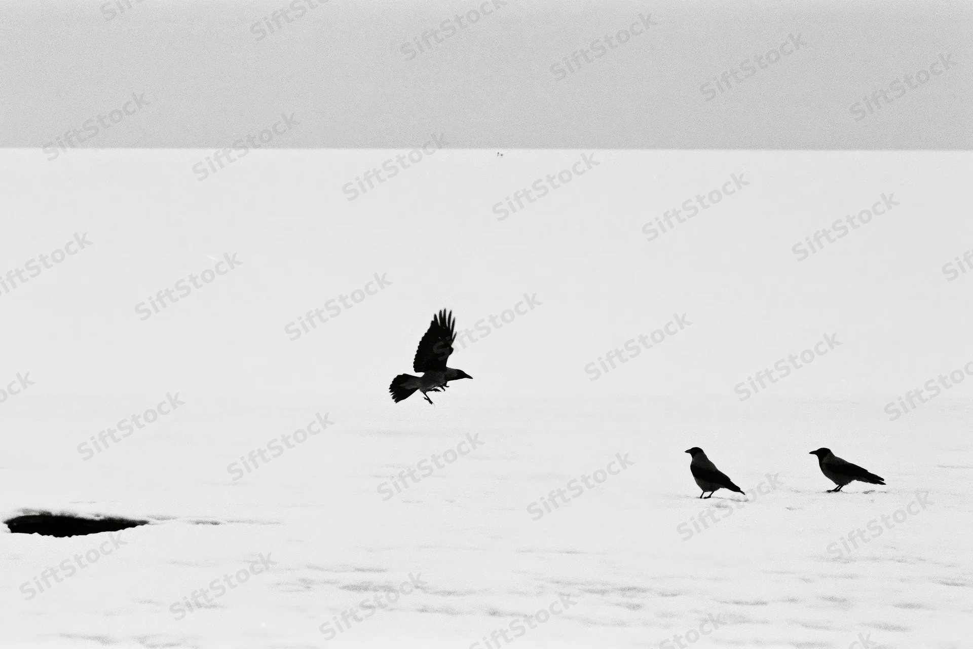 Three hooded crows on a vast snow-covered frozen surface with one in flight