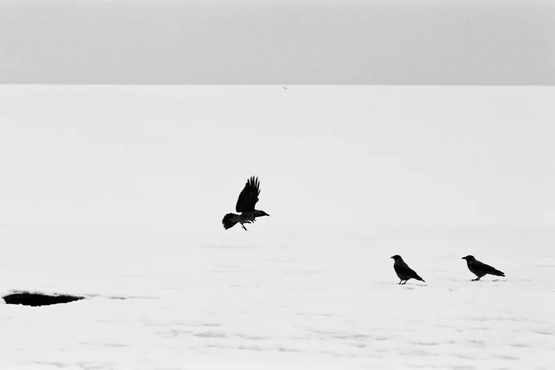 Three hooded crows on a vast snow-covered frozen surface with one in flight