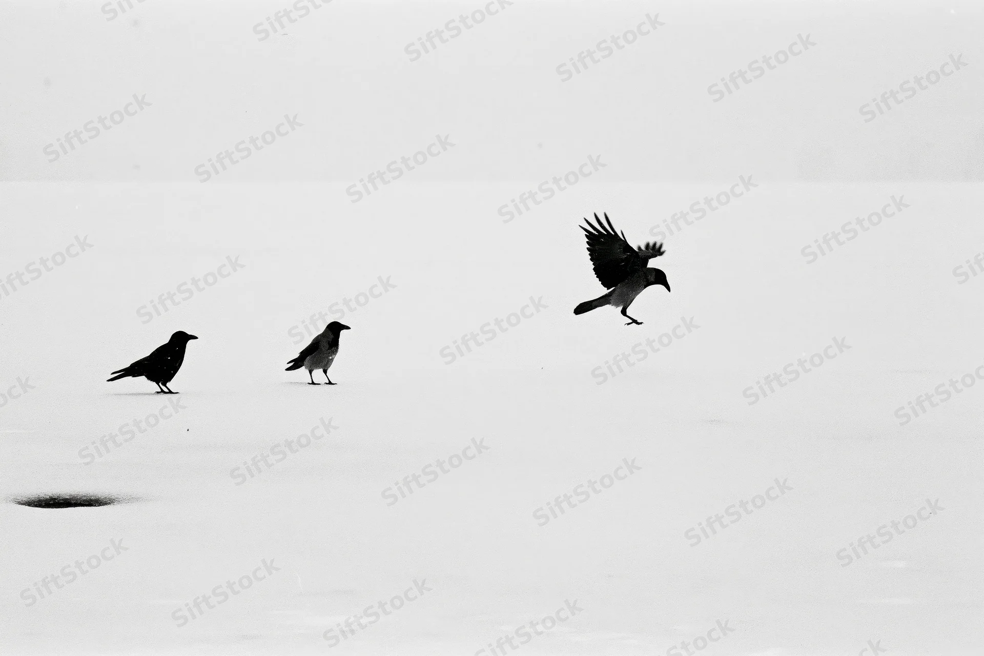 Three hooded crows on snow-covered frozen surface with one landing