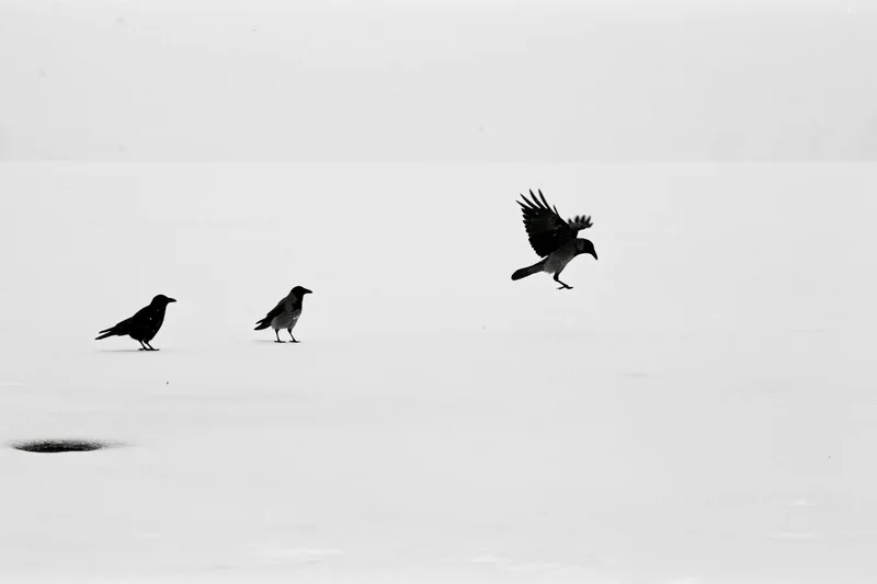 Three hooded crows on snow-covered frozen surface with one landing