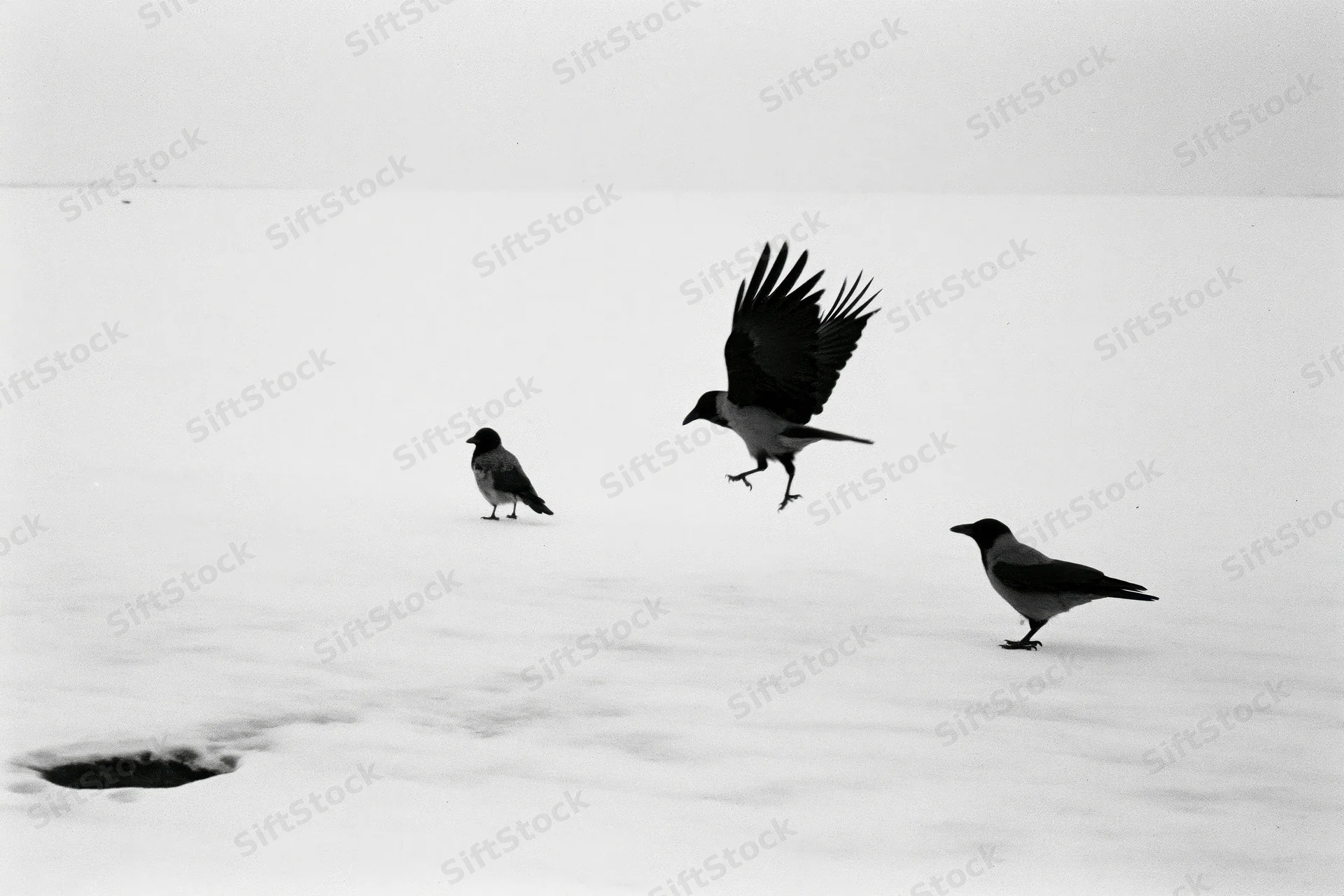 Three hooded crows on snow-covered frozen surface, one landing with wings spread