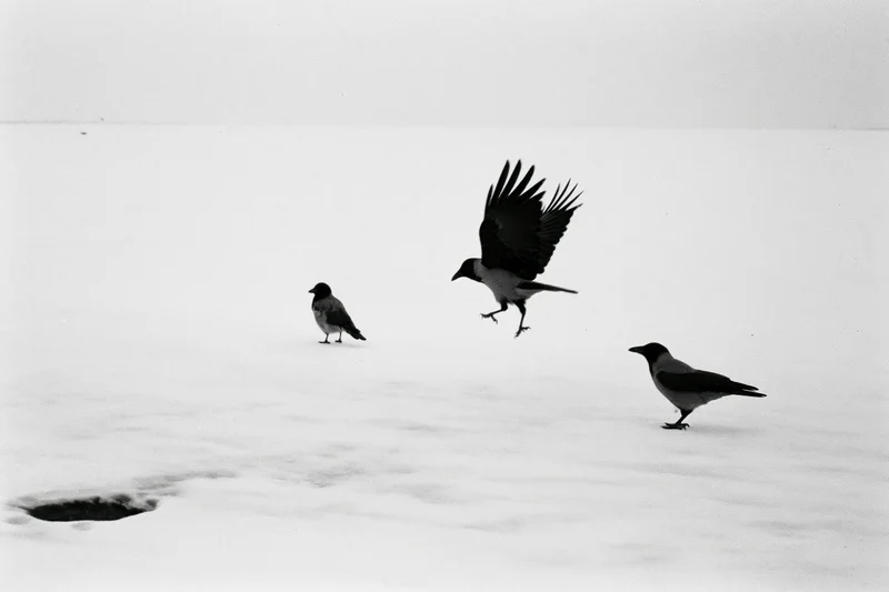 Three hooded crows on snow-covered frozen surface, one landing with wings spread