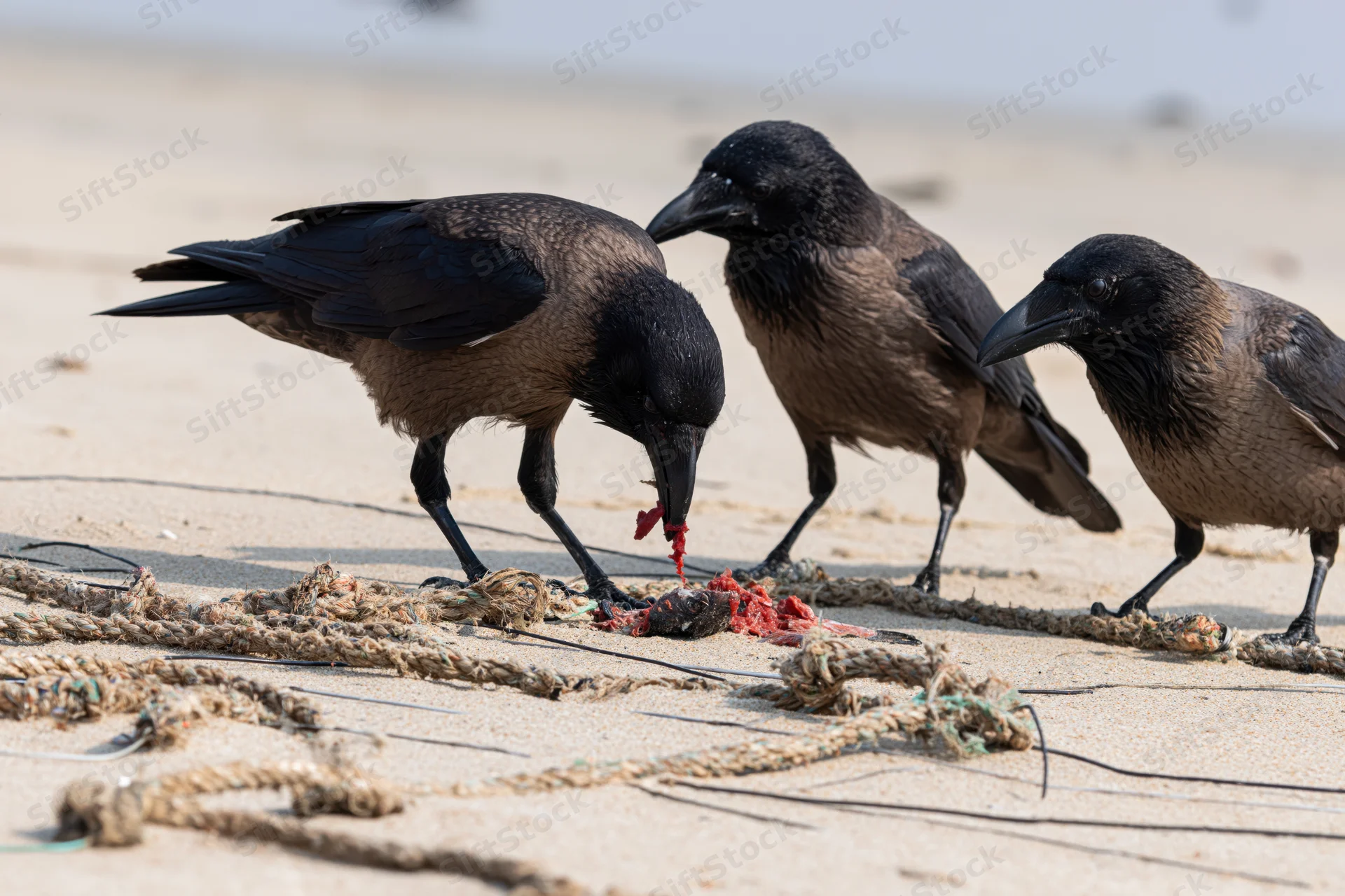 Three crows scavenging a dead fish carcass on a sandy beach with fishing rope debris