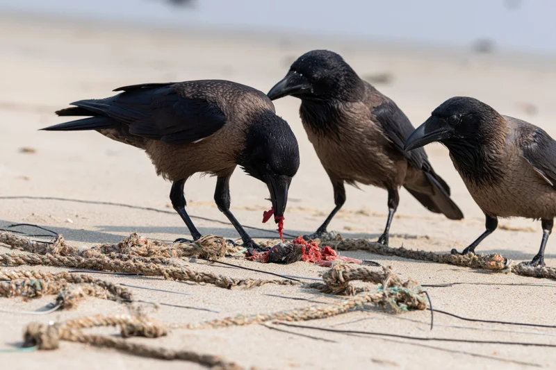 Three crows scavenging a dead fish carcass on a sandy beach with fishing rope debris