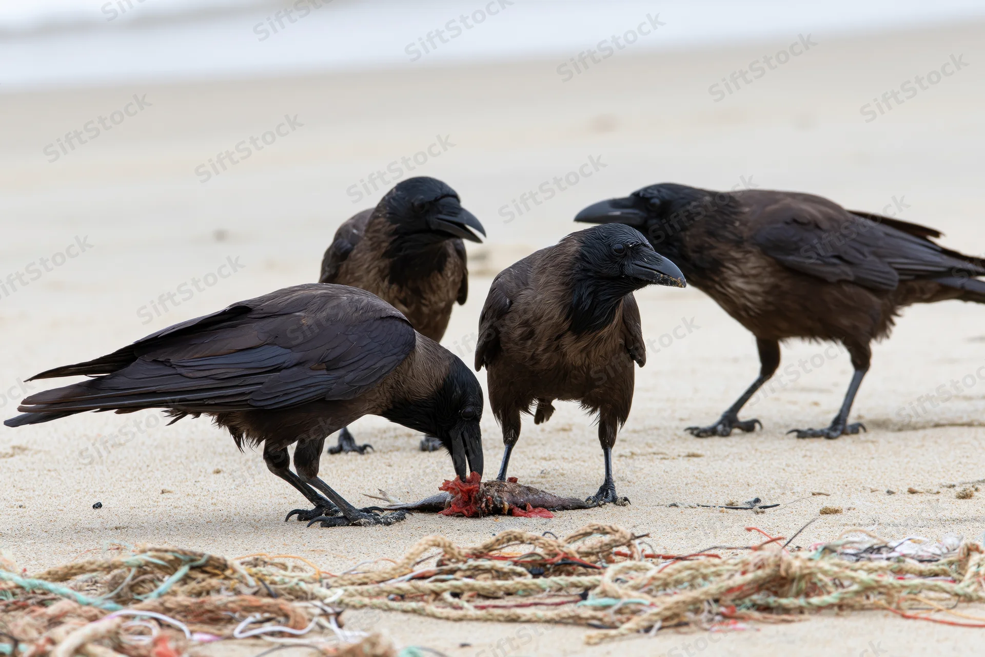 Four crows feeding on a dead fish carcass on a sandy beach with fishing rope debris nearby