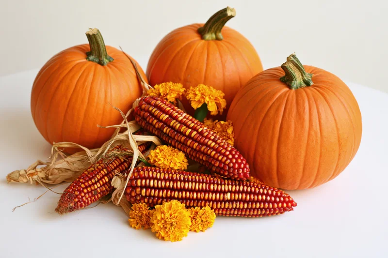 Three orange pumpkins arranged with dried corn cobs and marigolds on a white surface