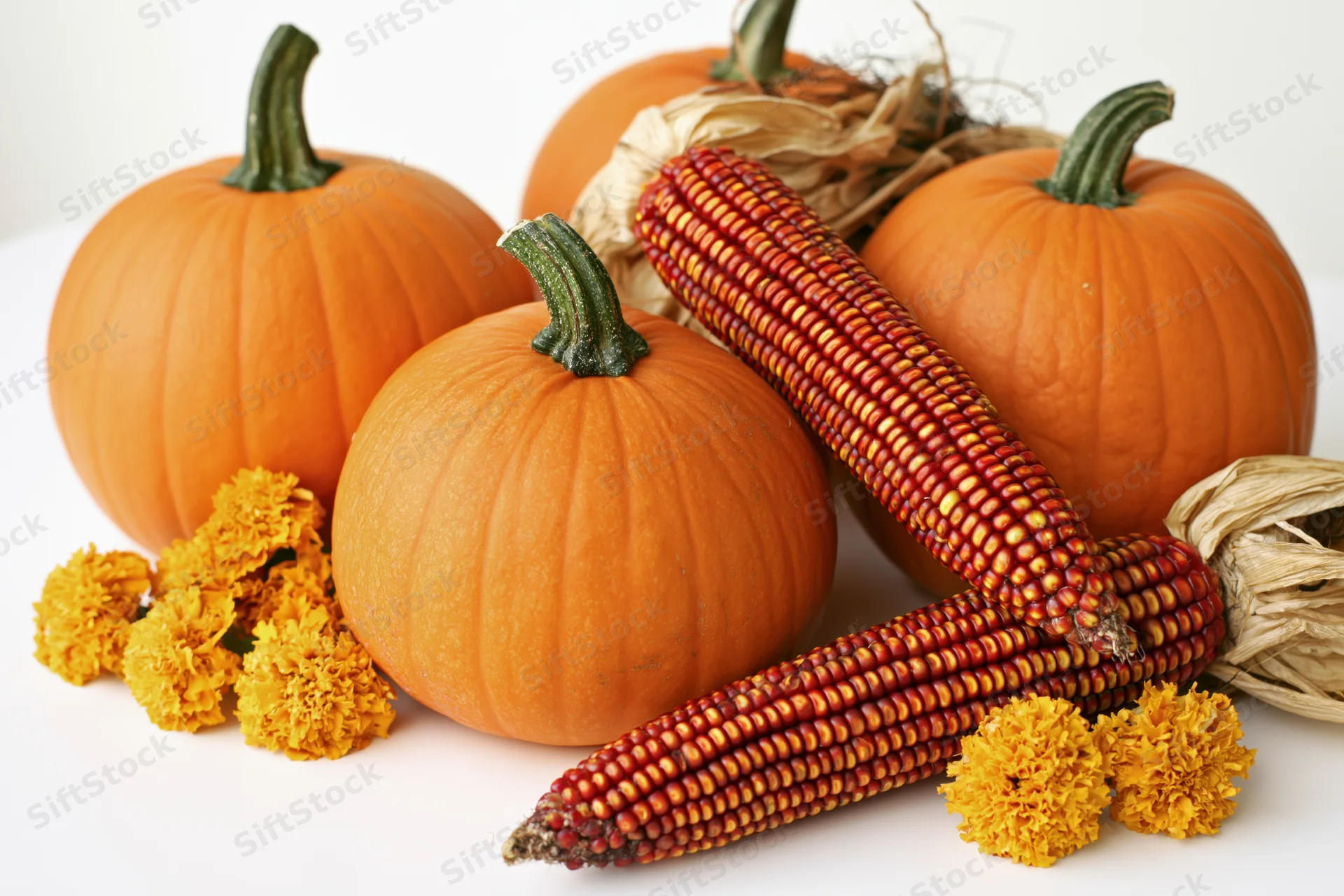 Three orange pumpkins arranged with dried Indian corn cobs and marigold flowers on white background