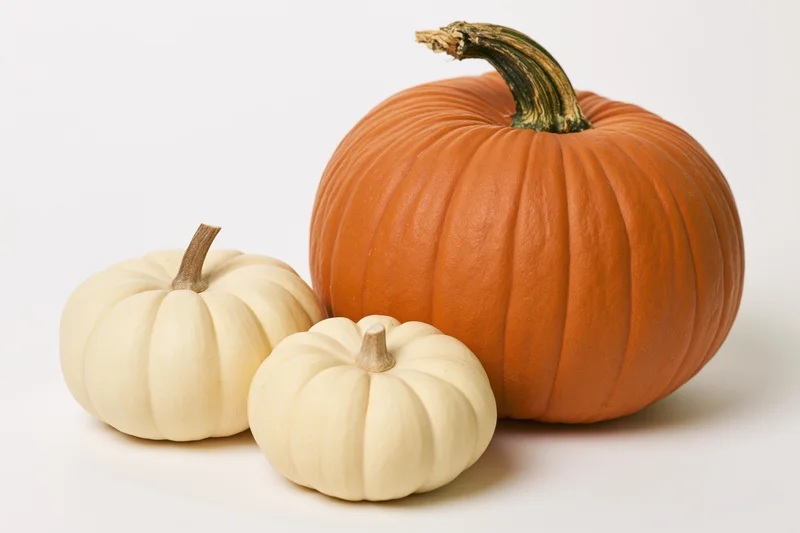 Three pumpkins of varying sizes and colors arranged together on a plain white background