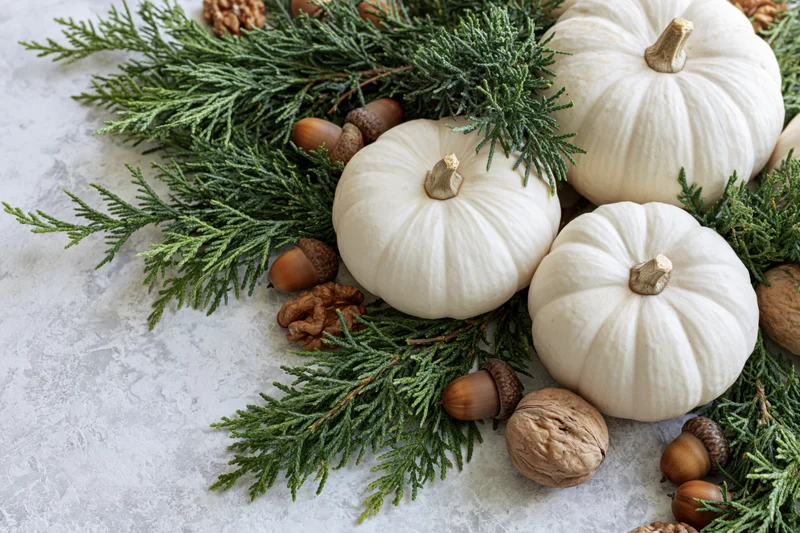 Three small white pumpkins arranged with evergreen cypress branches and acorns on a gray stone surface