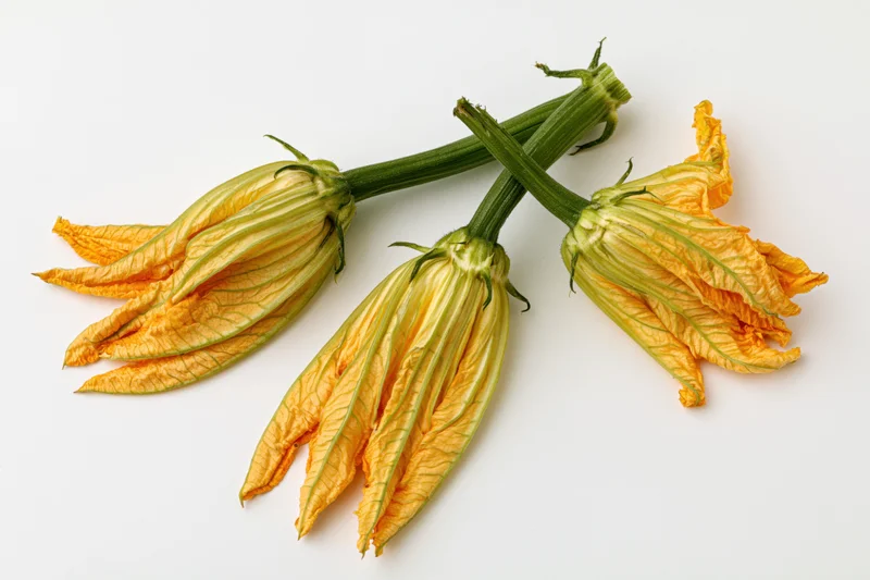 Three zucchini blossoms with green stems arranged on white background