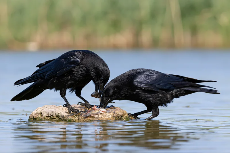 Two crows feeding on a rock in shallow water
