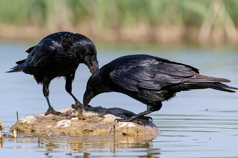 Two crows feeding on a fish atop a rock in shallow water