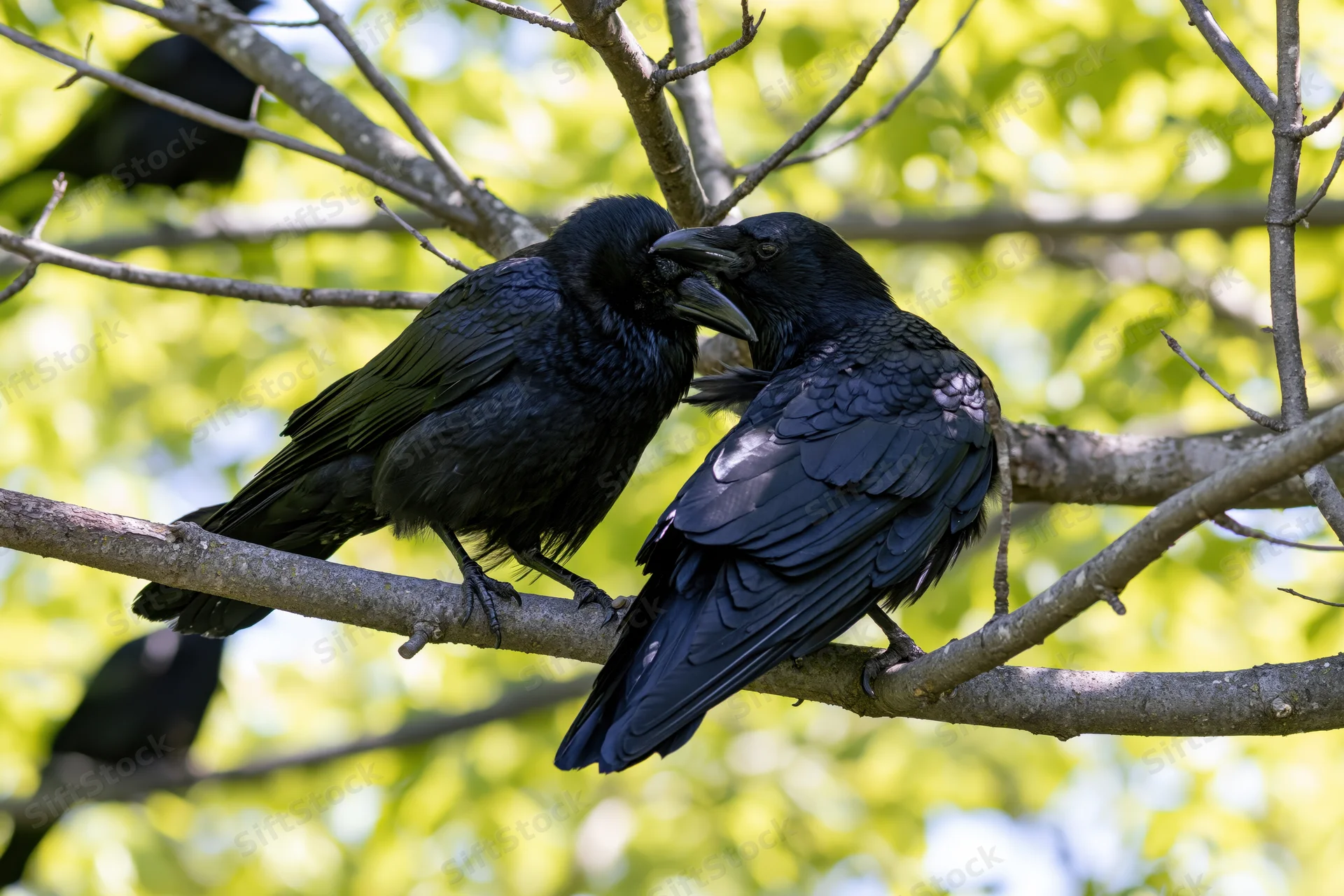 Two crows feeding each other on a tree branch in a leafy forest